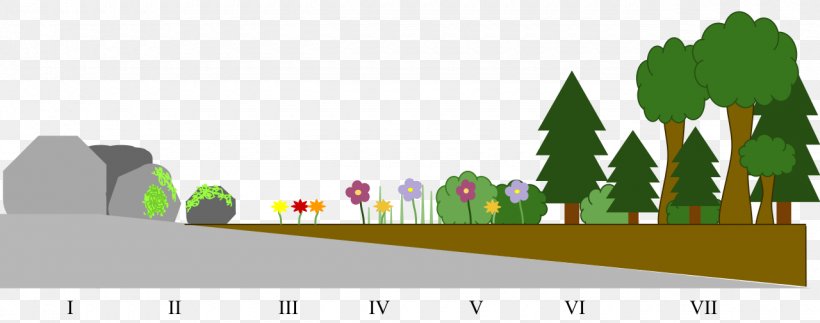 Primary Succession Ecological Succession Secondary Succession Ecology Ecosystem, PNG, 1280x505px, Primary Succession, Biology, Brand, Diagram, Ecological Succession Download Free