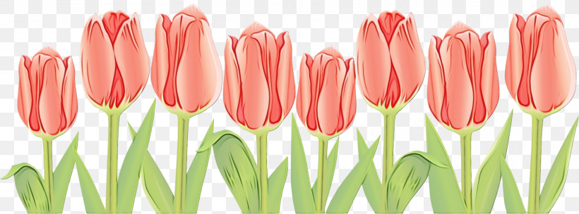 Tulip Flower Petal Pink Cut Flowers, PNG, 1600x594px, Watercolor, Bud, Cut Flowers, Flower, Herbaceous Plant Download Free
