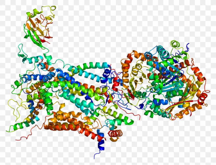 UQCRH CYC1 Cytochrome C1 Gene Coenzyme Q – Cytochrome C Reductase, PNG, 940x722px, Watercolor, Cartoon, Flower, Frame, Heart Download Free