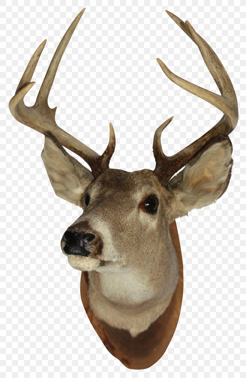 White-tailed Deer Reindeer Elk Moose, PNG, 913x1404px, Deer, Animal, Antler, Bowhunting, Couch Download Free