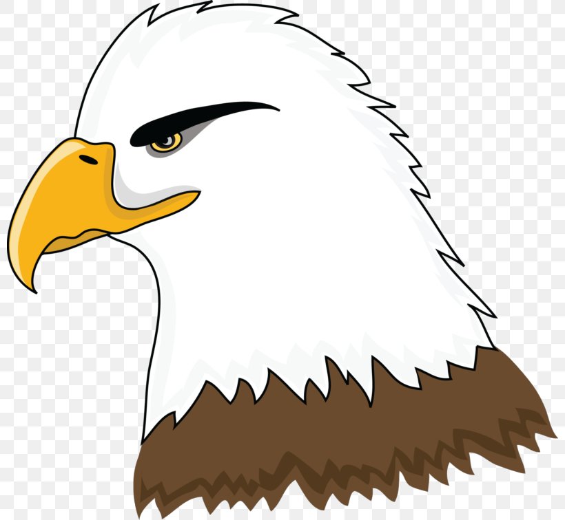 Bald Eagle Clip Art, PNG, 800x756px, Bald Eagle, Artwork, Beak, Bird, Bird Of Prey Download Free