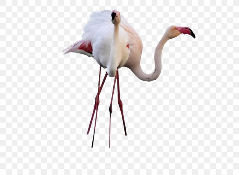 Bird Greater Flamingo Desktop Wallpaper High-definition Television, PNG, 553x600px, Bird, Beak, Centerblog, Crane Like Bird, Display Resolution Download Free