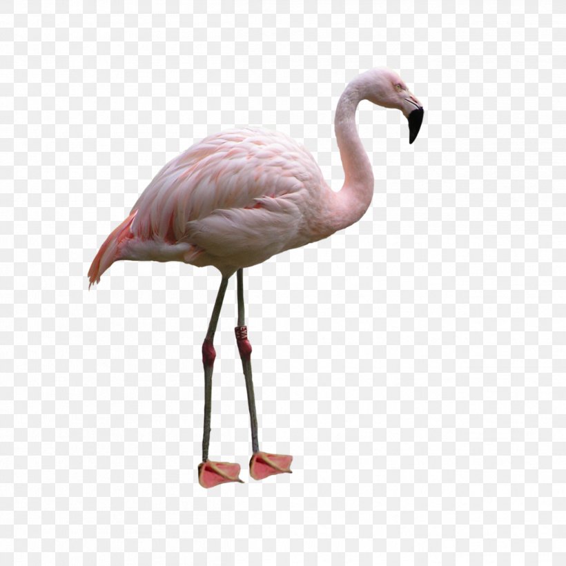 Flamingo, PNG, 2508x2508px, Bird, Beak, Cranelike Bird, Flamingo, Greater Flamingo Download Free
