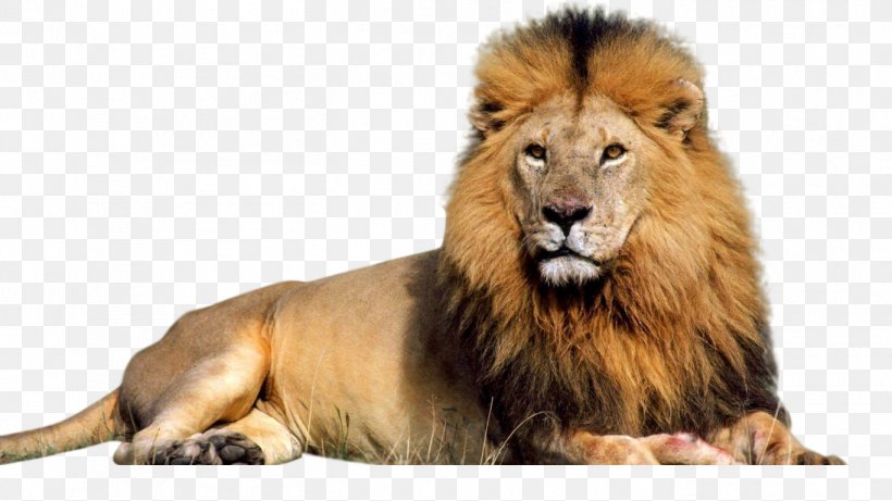 Lion Download Clip Art, PNG, 1366x768px, Lion, Big Cats, Carnivoran, Cat Like Mammal, Display Resolution Download Free