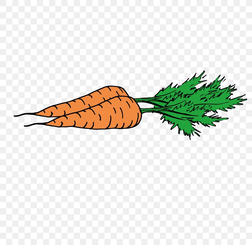 Carrot, PNG, 800x800px, Carrot, Daucus Carota, Food, Leaf, Orange Download Free