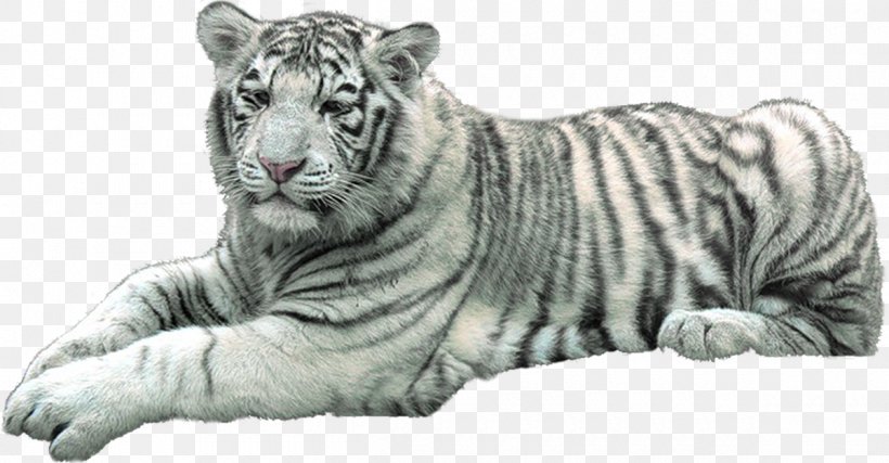 White Tiger Felidae Lion Cat, PNG, 1200x625px, Tiger, Animal, Big Cats, Blog, Carnivora Download Free