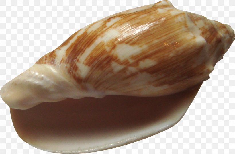 Clam Shankha Seashell Conch, PNG, 1680x1101px, Clam, Baltic Clam, Clams Oysters Mussels And Scallops, Conch, Conchology Download Free