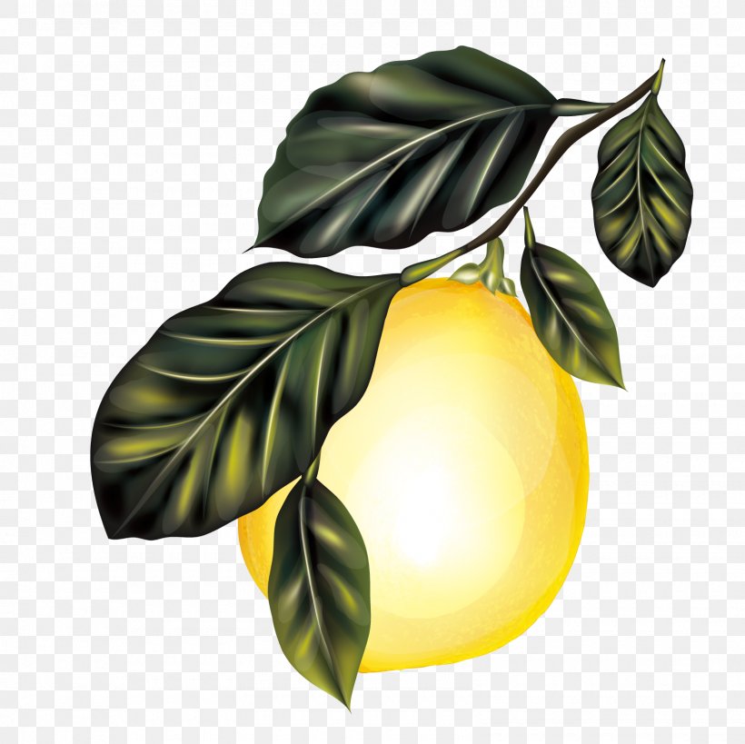 Lemon Branch Fruit Tree, PNG, 1600x1600px, Lemon, Branch, Citrus, Food, Fruit Download Free