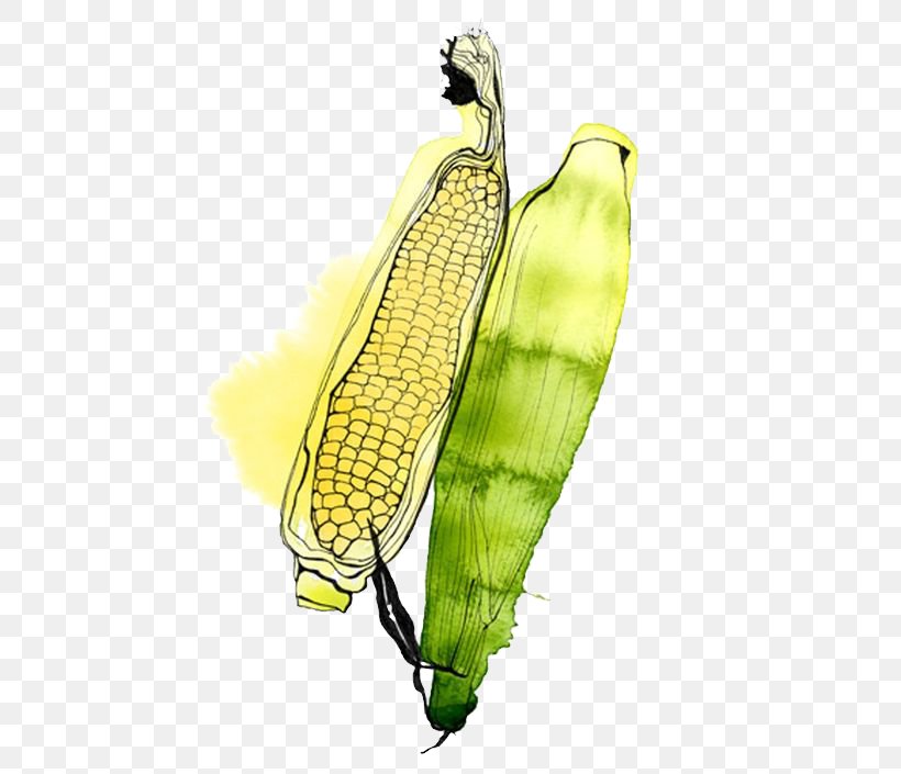 Watercolor Painting Illustrator Fruit Illustration, PNG, 564x705px, Watercolor Painting, Art, Banana, Banana Family, Commodity Download Free
