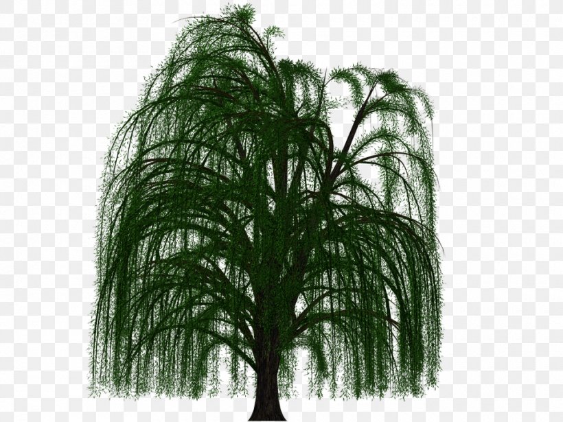 Weeping Willow Tree Deciduous Branch Leaf, PNG, 960x720px, Weeping Willow, Arbor Day, Arbor Day Foundation, Birch, Branch Download Free