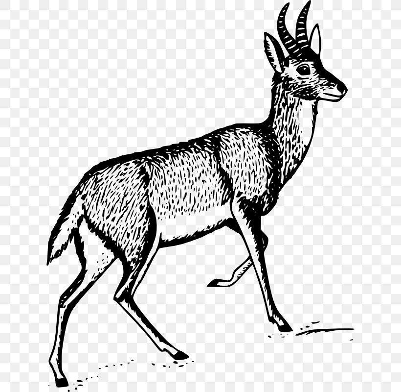Antelope Bohor Reedbuck Clip Art, PNG, 630x800px, Antelope, Antler, Black And White, Bohor Reedbuck, Cow Goat Family Download Free