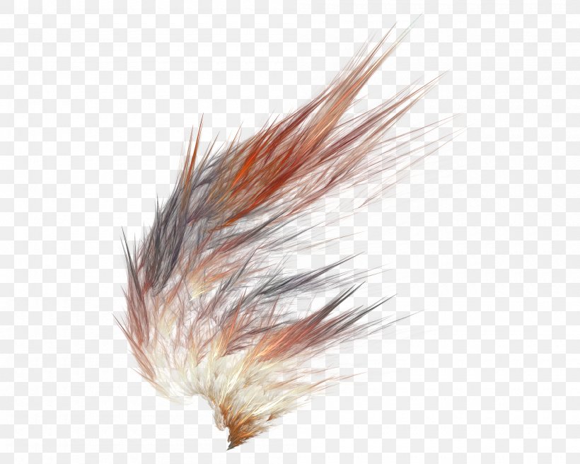 Feather Dark Brown, PNG, 2000x1600px, Feather, Brown, Dark Brown, Grass, Grass Family Download Free