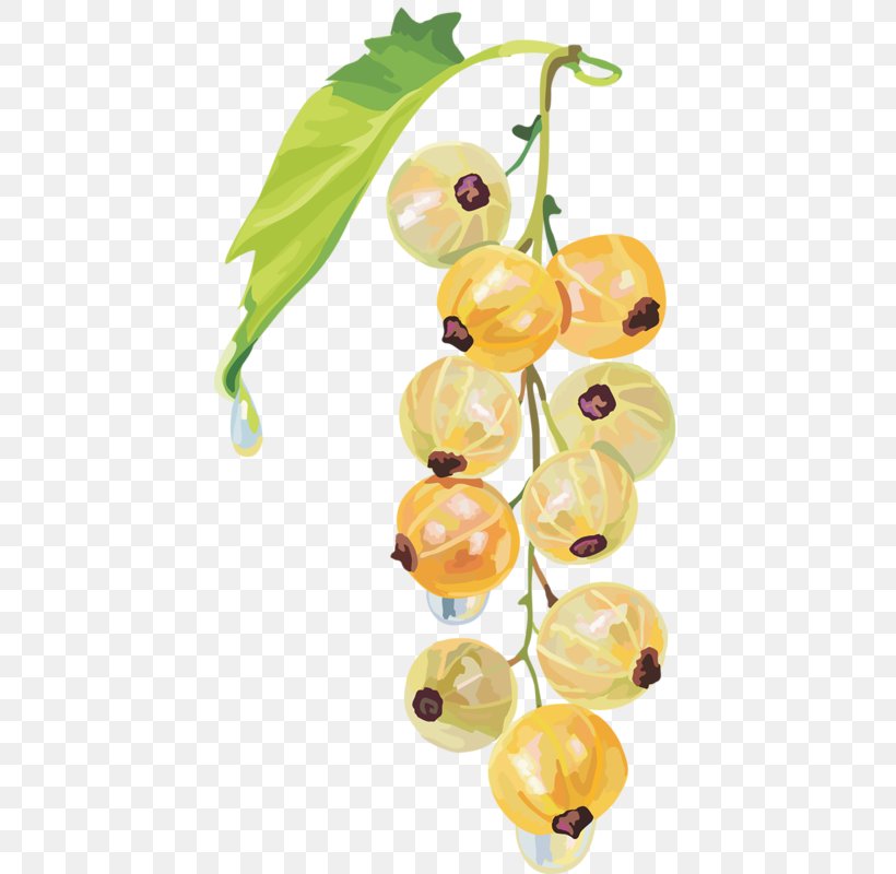 Fruit Redcurrant White Currant Blackcurrant Peruvian Groundcherry, PNG, 432x800px, Fruit, Berry, Bilberry, Blackcurrant, Cranberry Download Free