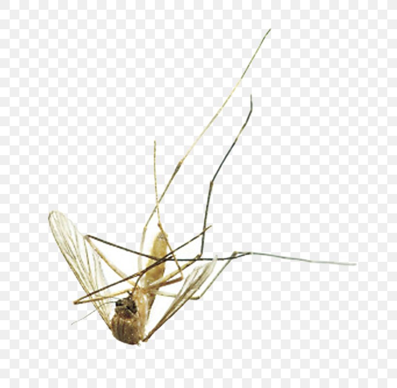 Mosquito Fly Insect Pest Control, PNG, 706x800px, Mosquito, Aedes, Aedes Albopictus, Animal, Arthropod Download Free