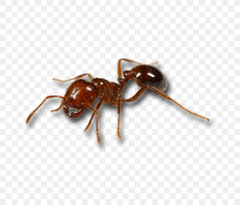 Red Imported Fire Ant Mosquito Black Imported Fire Ant Animal Bite, PNG, 700x700px, Ant, Animal Bite, Ant Colony, Arthropod, Black Imported Fire Ant Download Free
