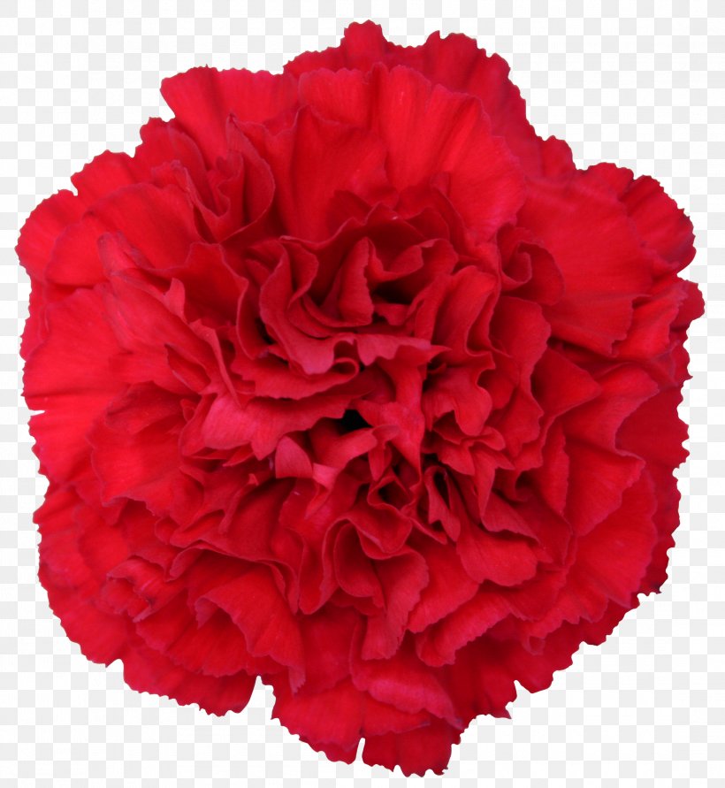 Carnation Cut Flowers Garden Roses Dianthus Chinensis, PNG, 2190x2382px, Carnation, Centifolia Roses, Cut Flowers, Dianthus, Dianthus Chinensis Download Free