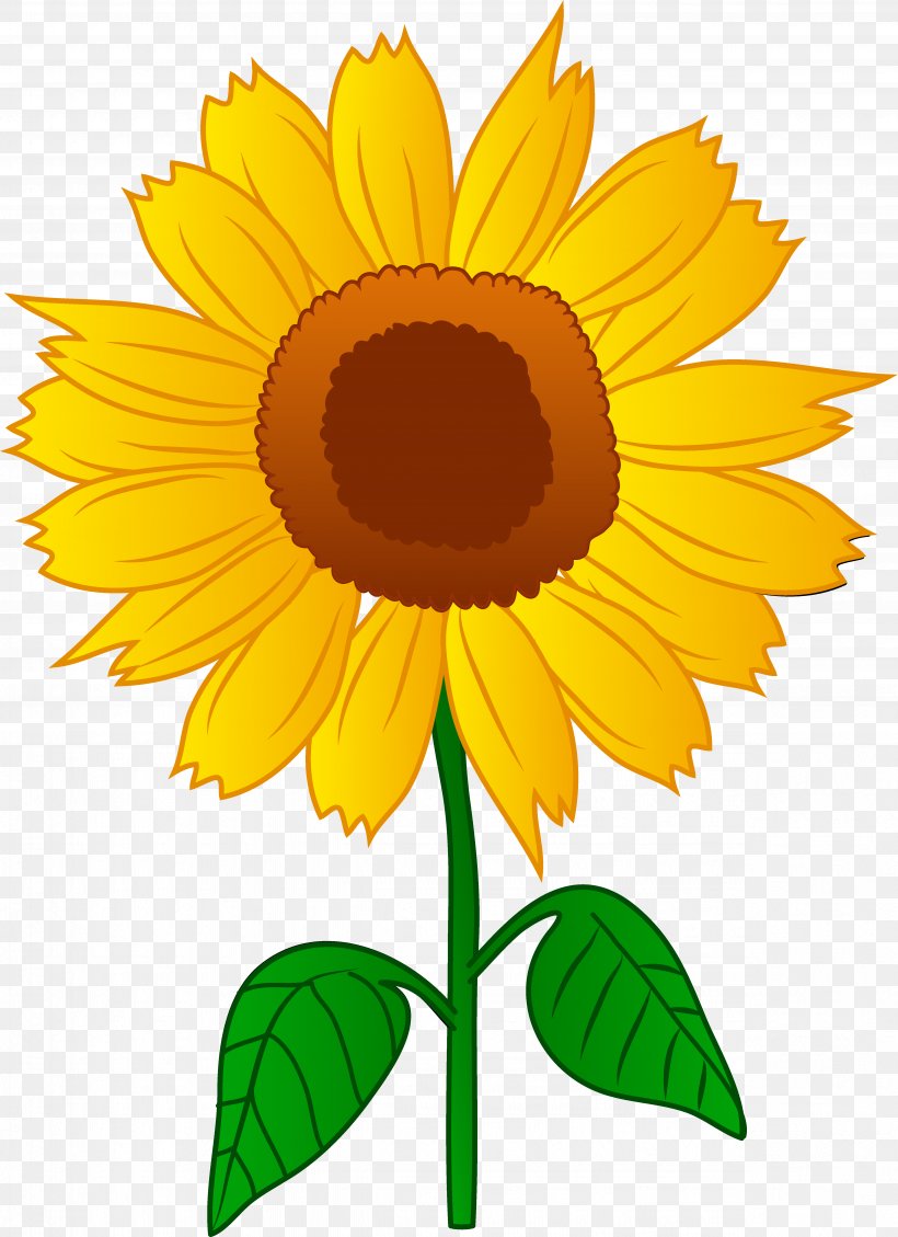 Common Sunflower Drawing Clip Art, PNG, 4909x6763px, Common Sunflower, Animation, Art, Daisy Family, Drawing Download Free