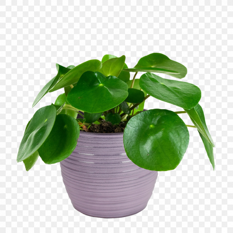 Flowerpot Leaf Flower Houseplant Plant, PNG, 1200x1200px, Flowerpot, Annual Plant, Basil, Flower, Herb Download Free