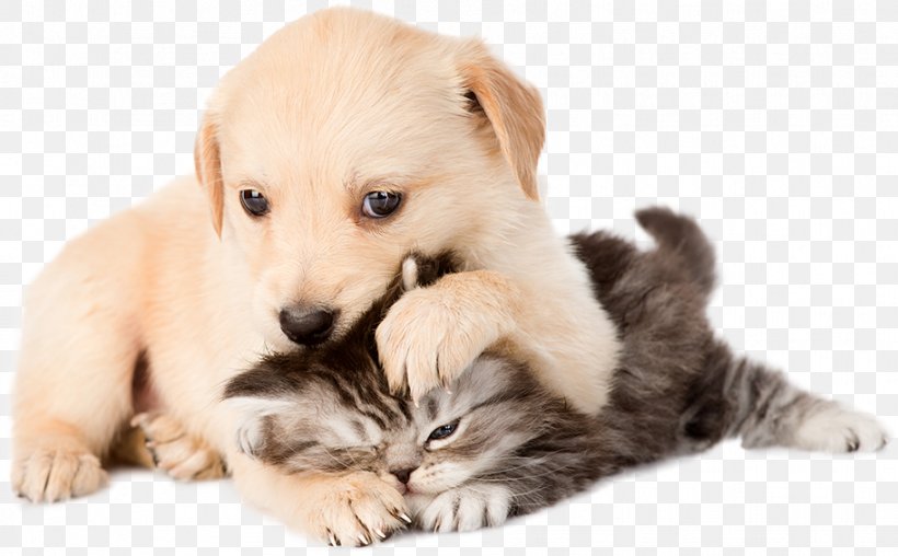 Golden Retriever Puppy Kitten Cat Bulldog, PNG, 912x565px, Golden Retriever, Boxer, Bulldog, Carnivoran, Cat Download Free