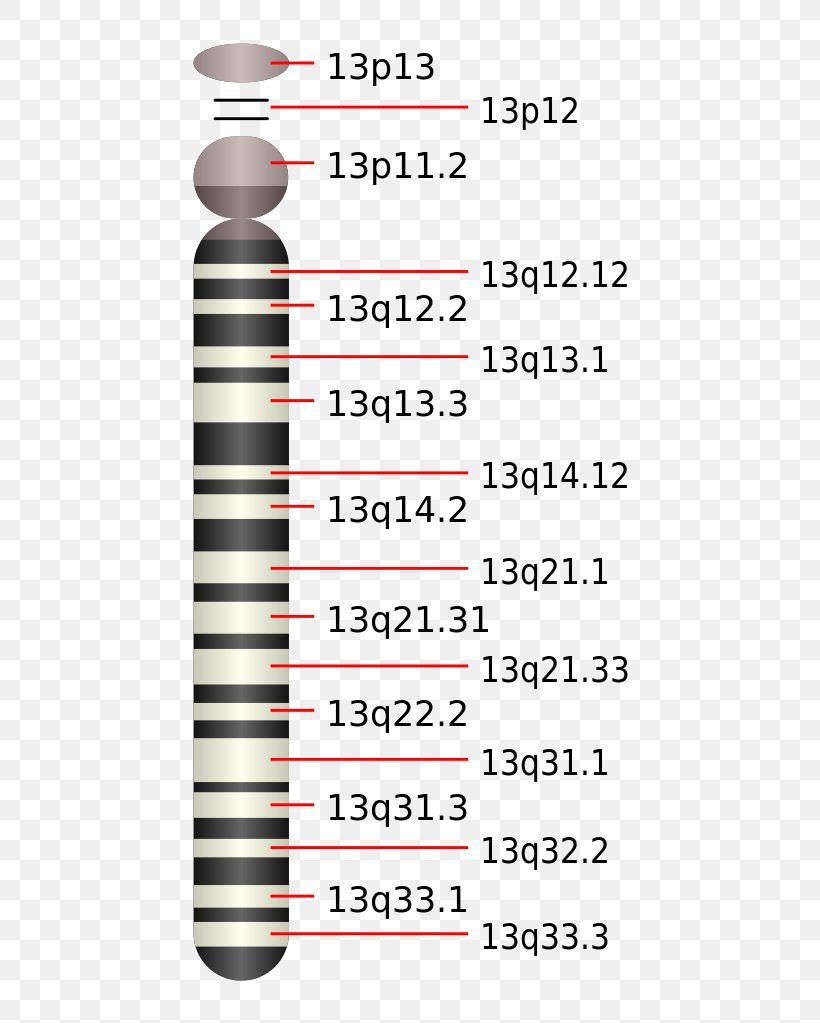 Chromosome 13 Centromere Patau Syndrome Trisomy, PNG, 520x1023px, Chromosome 13, Area, Autosome, Centromere, Chromosome Download Free