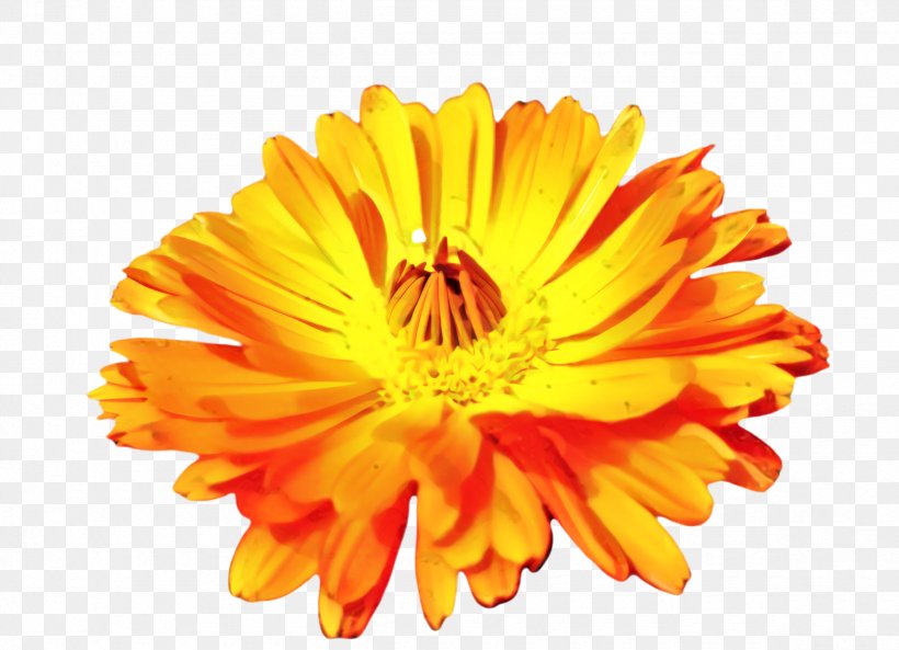 Drawing Of Family, PNG, 2350x1700px, Marigold, Annual Plant, Art, Barberton Daisy, Bloom Download Free
