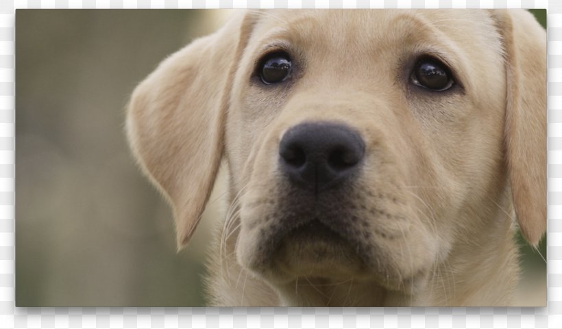 Labrador Retriever Golden Retriever Puppy Dog Breed Companion Dog, PNG, 4064x2384px, Labrador Retriever, Branch Manager, Breed Group Dog, Carnivoran, Companion Dog Download Free