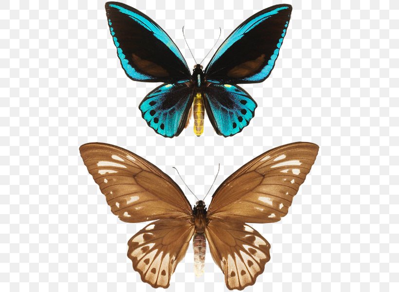 Monarch Butterfly Moth Gossamer-winged Butterflies .ru Brush-footed Butterflies, PNG, 499x600px, Monarch Butterfly, Arthropod, Brush Footed Butterfly, Brushfooted Butterflies, Butterfly Download Free
