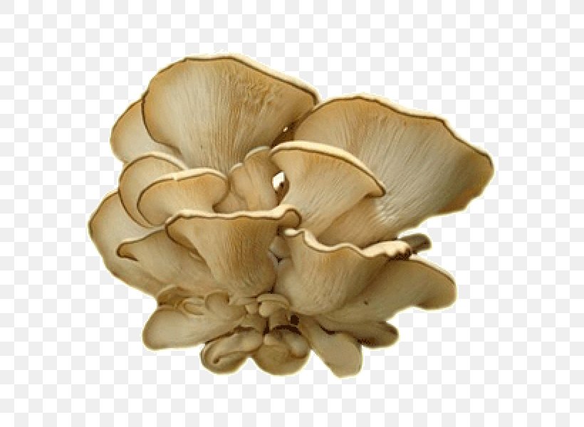Oyster Mushroom Fungus Pleurotus Dryinus Mycelium, PNG, 600x600px, Oyster Mushroom, Boswellia, Edible Mushroom, Frankincense, Fungus Download Free