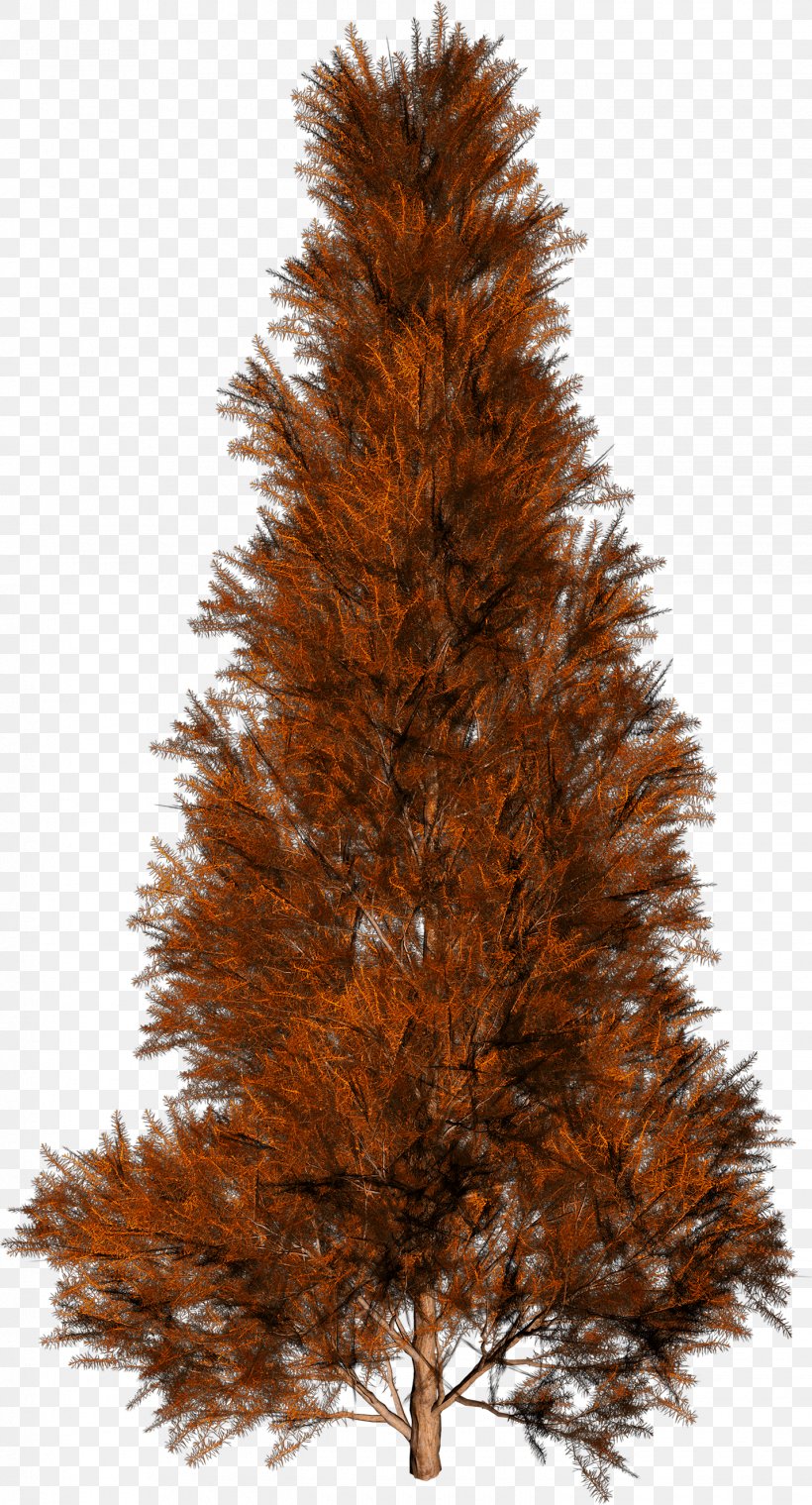Tree Autumn Spruce, PNG, 1425x2640px, Tree, Autumn, Christmas Decoration, Christmas Tree, Conifer Download Free