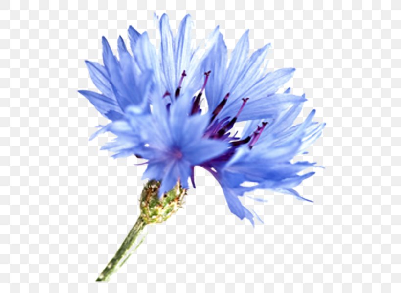 Blue Watercolor Flowers, PNG, 600x600px, Cornflower, Blue, Blue Flower, Drawing, Flower Download Free