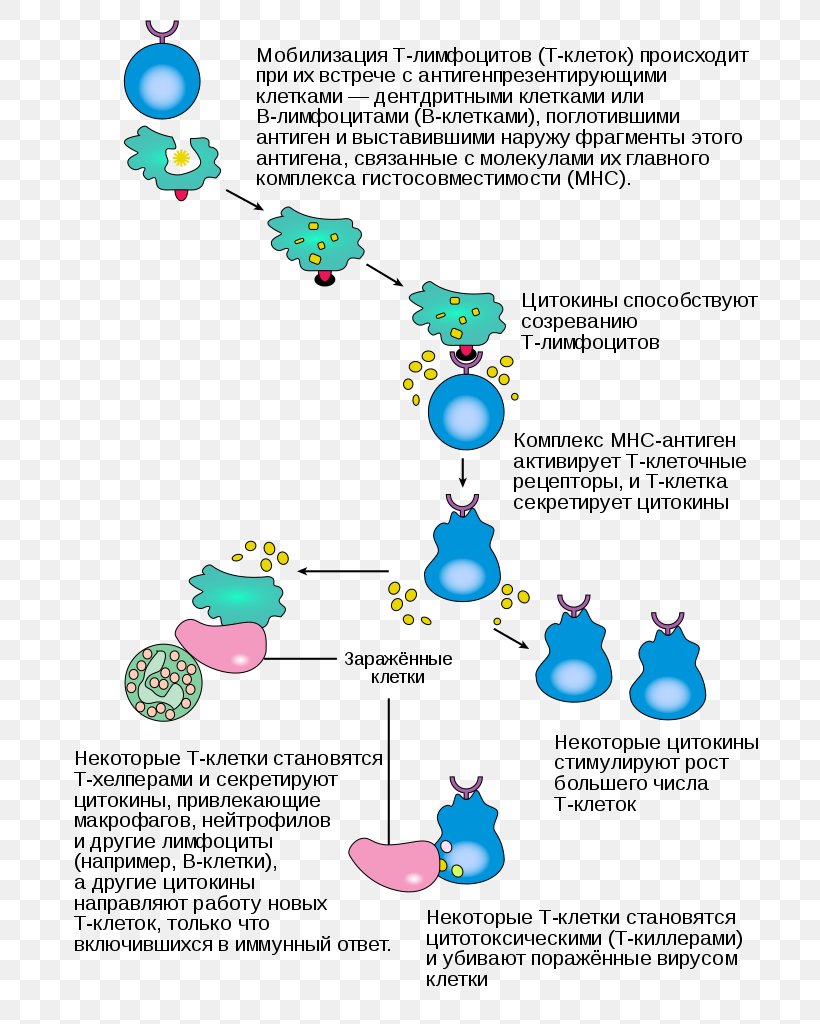 Inflammation Immune System Plasma Cell Cytotoxic T Cell, PNG, 714x1024px, Inflammation, Adaptive Immune System, Area, Cancer Cell, Cell Download Free