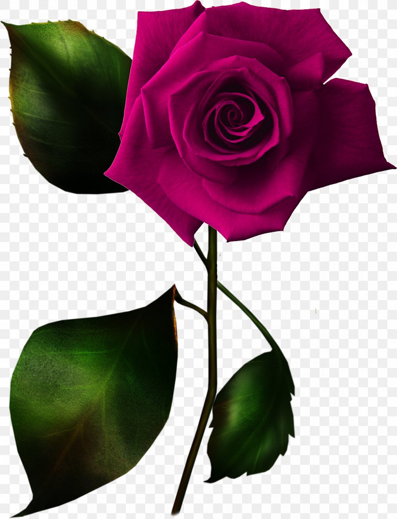 Rose Clip Art, PNG, 1195x1563px, Rose, Art, Blog, Bud, Cut Flowers Download Free