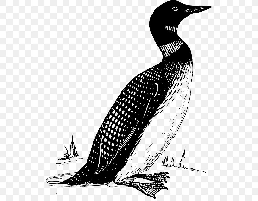 Bird Common Loon Clip Art, PNG, 527x640px, Bird, Autocad Dxf, Beak, Black And White, Common Loon Download Free