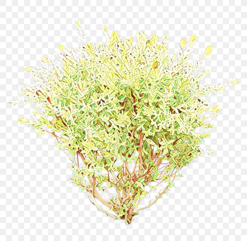Grass Flower, PNG, 800x800px, Branching, Aquarium Decor, Flower, Grass, Herb Download Free