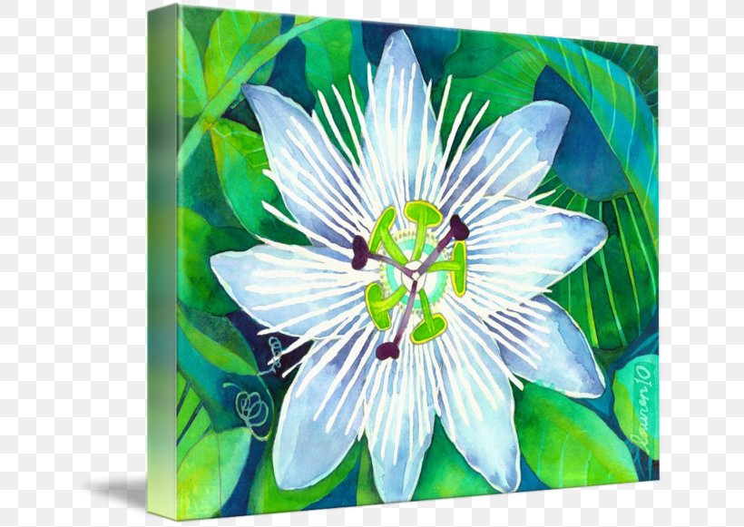 Passion Flower Imagekind Art Passiflora Subpeltata Poster, PNG, 650x581px, Passion Flower, Art, Canvas, Flora, Flower Download Free