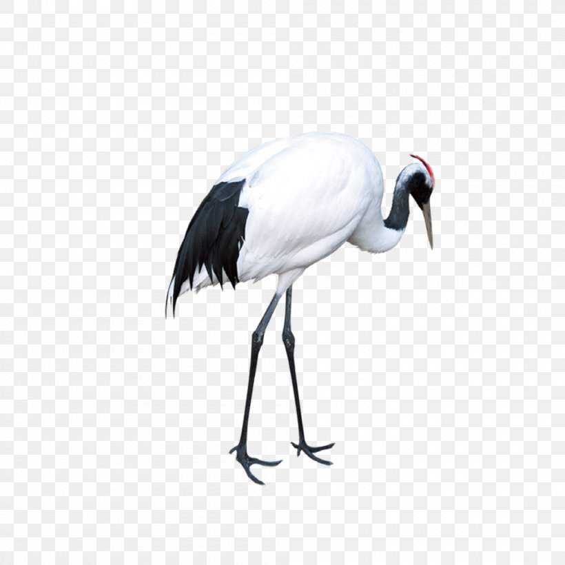 Red-crowned Crane Download, PNG, 1000x1000px, Crane, Beak, Bird, Ciconiiformes, Crane Like Bird Download Free