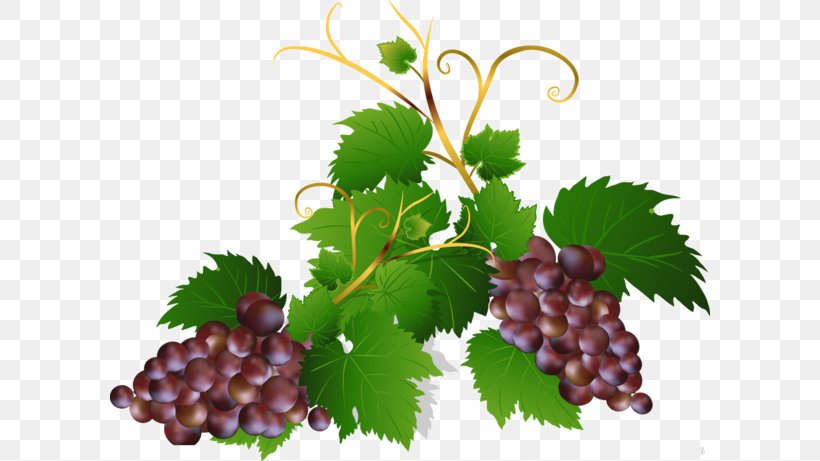 Sultana Grape Tea Beer, PNG, 600x461px, Sultana, Alcoholic Drink, Beer, Drink, Flowering Plant Download Free