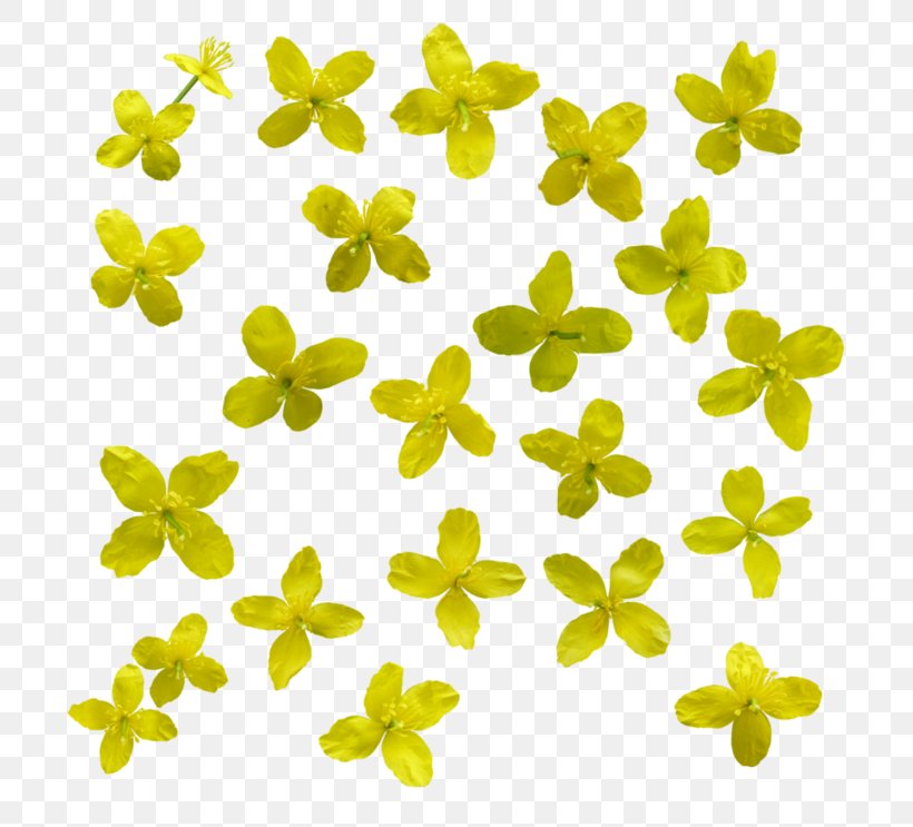 Yellow Flower Data, PNG, 743x743px, Yellow, Data, Flower, Leaf, Lossless Compression Download Free