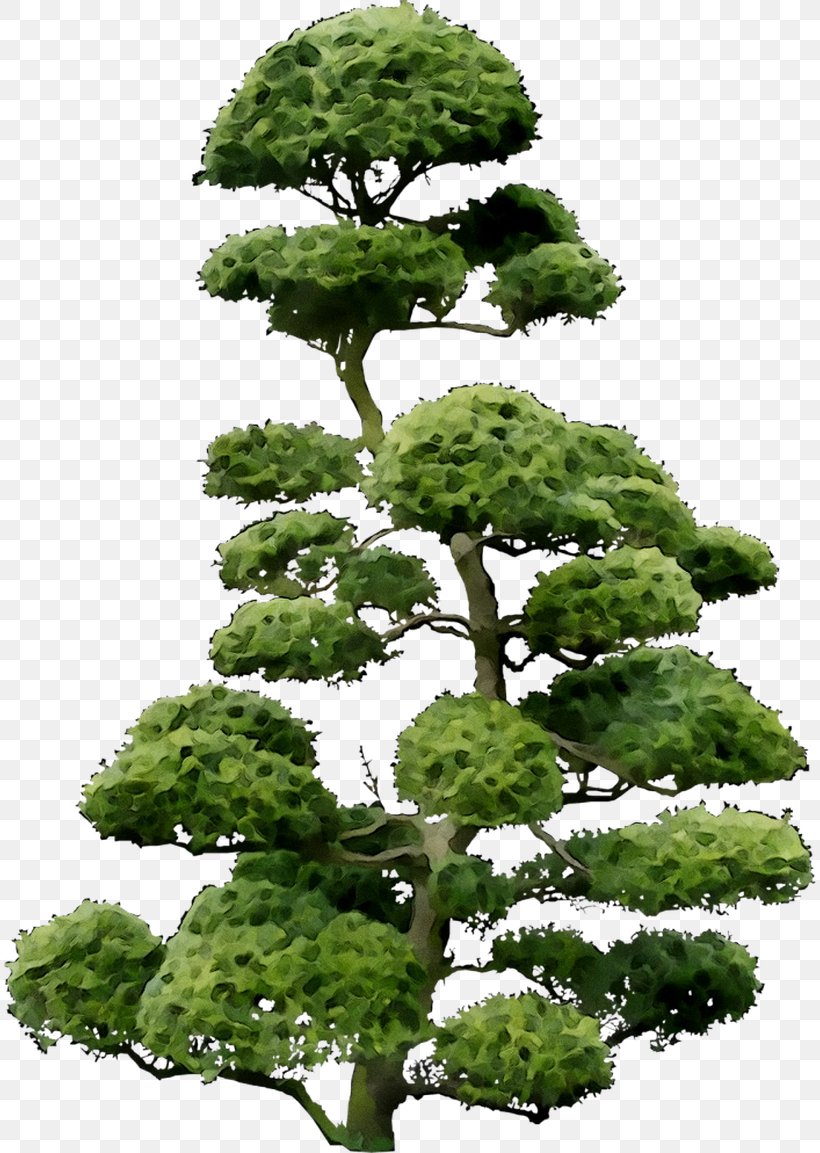 Cloud Tree Bonsai Shrub, PNG, 812x1153px, Cloud Tree, Bonsai, Botany, Branch, Common Holly Download Free