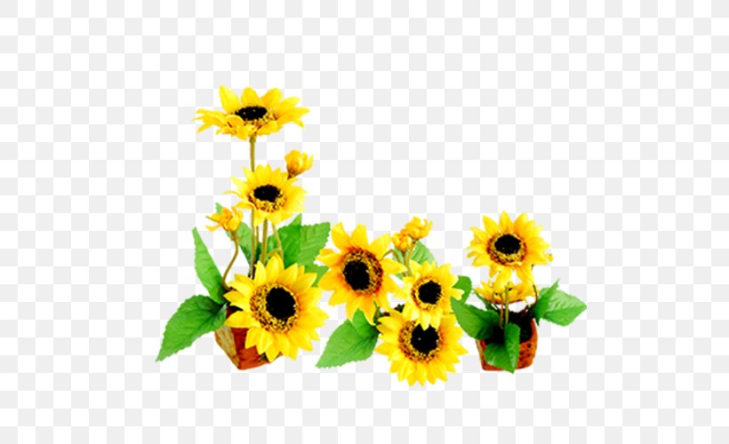 Common Sunflower Download Icon, PNG, 500x500px, Common Sunflower, Cut Flowers, Daisy Family, Floral Design, Floristry Download Free