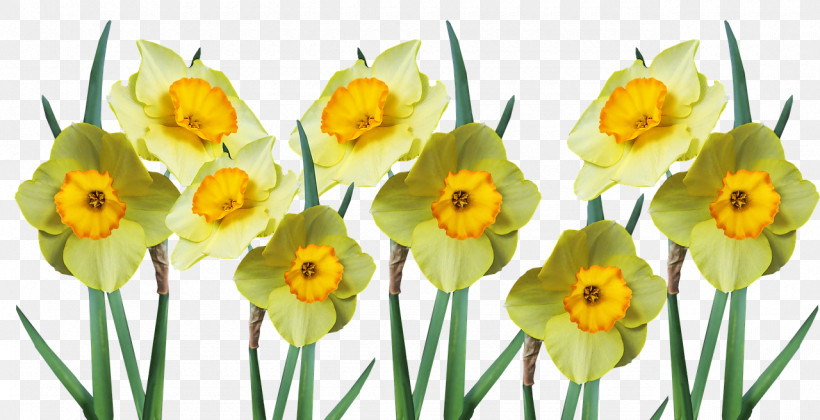 Floral Design, PNG, 1280x656px, Wild Daffodil, Bulb, Cut Flowers, Daffodil, Doubleflowered Download Free