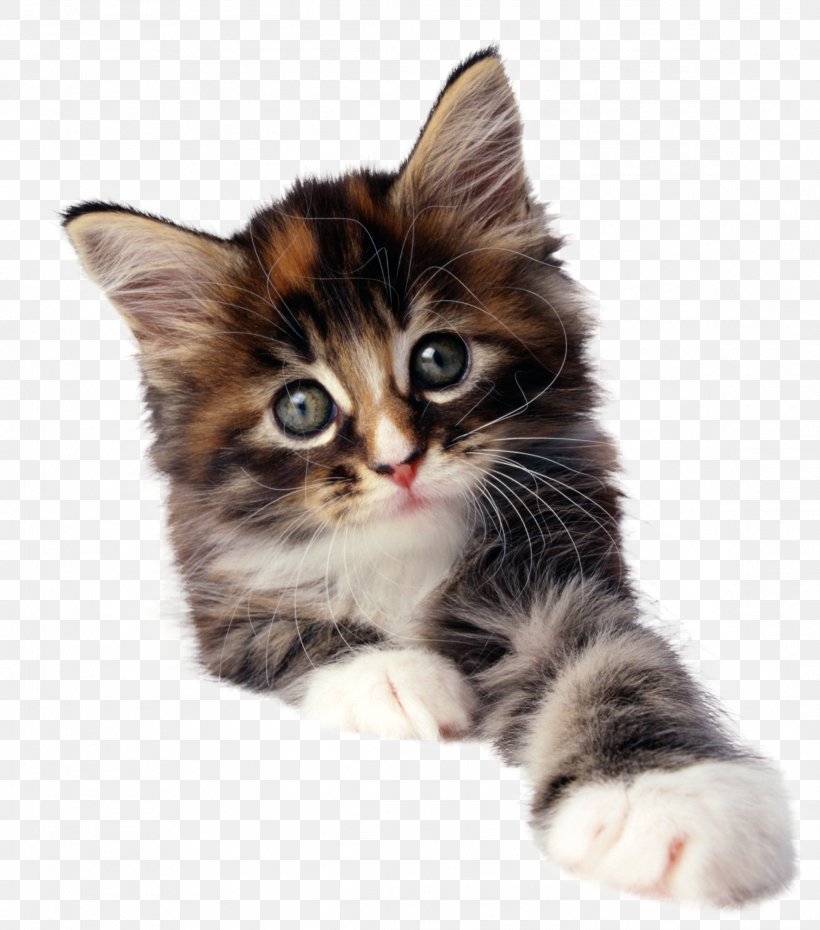 Kitten Pet Sitting Cat Puppy, PNG, 2327x2640px, Kitten, American Wirehair, Carnivoran, Cat, Cat Like Mammal Download Free