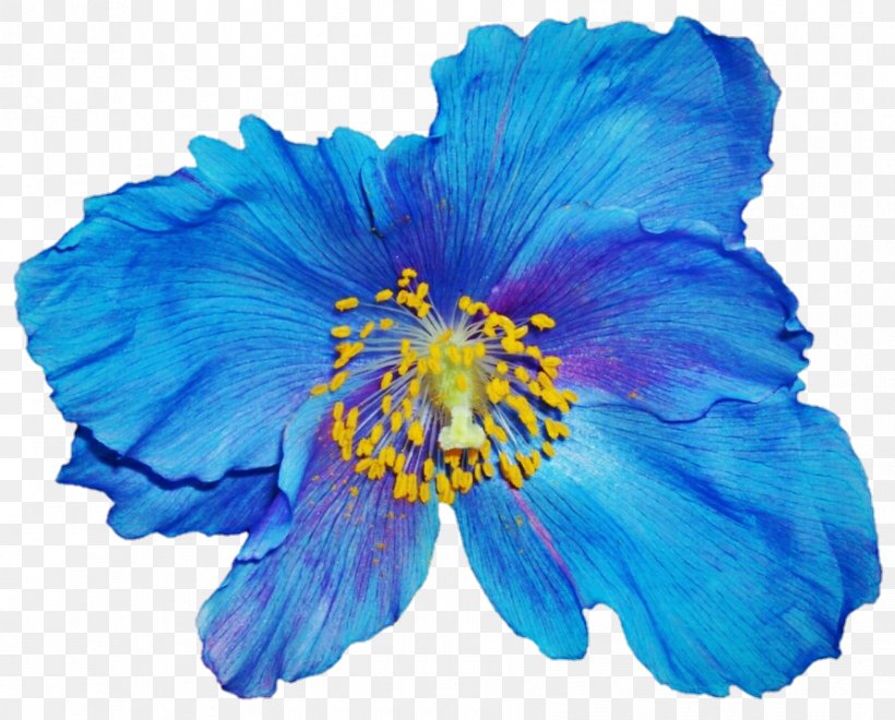 Papaver Nudicaule Poppy Flower Blue Annual Plant, PNG, 892x719px, Papaver Nudicaule, Annual Plant, Blue, Deviantart, Electric Blue Download Free