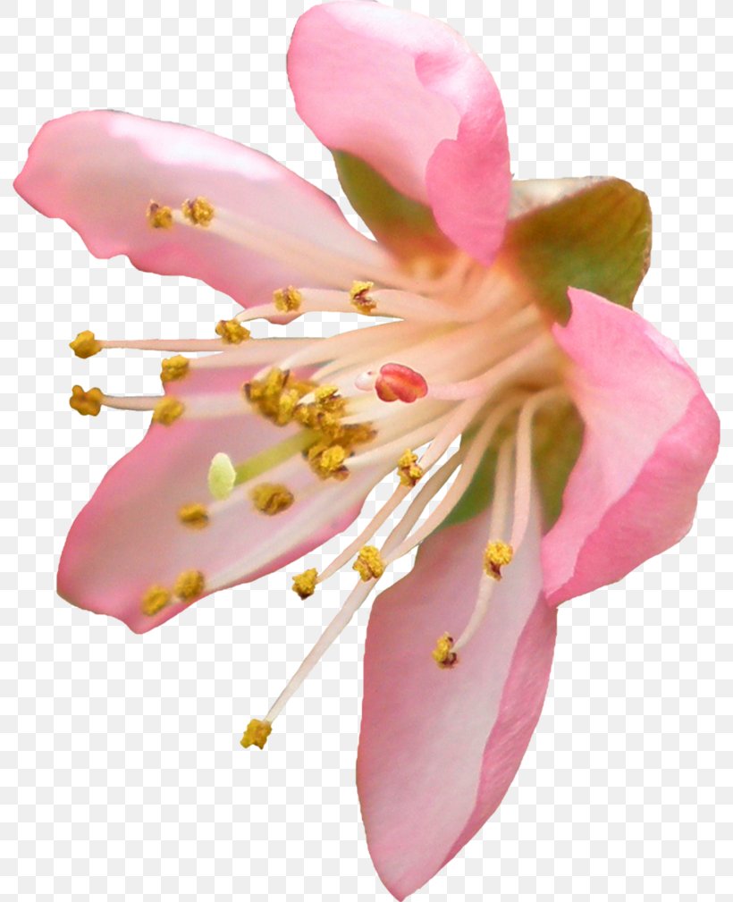 Flower Clip Art, PNG, 792x1009px, Flower, Blossom, Cdr, Cherry Blossom, Close Up Download Free