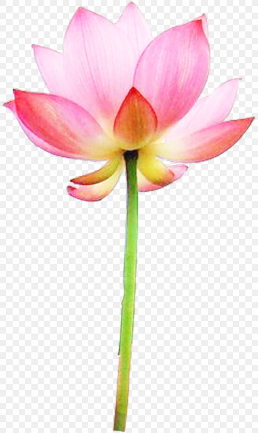 Icon, PNG, 996x1672px, Flower, Amaryllis Belladonna, Aquatic Plant, Flowering Plant, Leaf Download Free