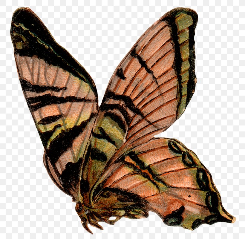 Monarch Butterfly Pieridae Gossamer-winged Butterflies Moth, PNG, 796x800px, Monarch Butterfly, Arthropod, Brush Footed Butterfly, Brushfooted Butterflies, Butterfly Download Free