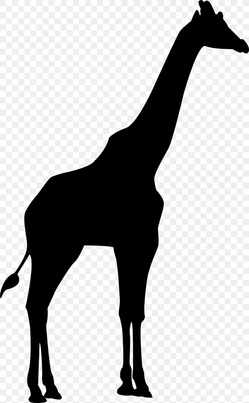 Bird Giraffe Silhouette Tiger, PNG, 1188x1920px, Bird, Animal, Black And White, Colt, Elephant Download Free