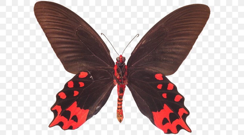 Butterfly Moth Atrophaneura Semperi Losaria Coon Gift, PNG, 600x456px, Butterfly, Arthropod, Atlas Moth, Atrophaneura Semperi, Birdwing Download Free