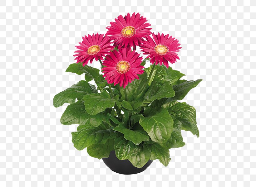 Cut Flowers Plant Chrysanthemum Flowerpot, PNG, 600x600px, Flower, Annual Plant, Argyranthemum Frutescens, Aster, Carnation Download Free