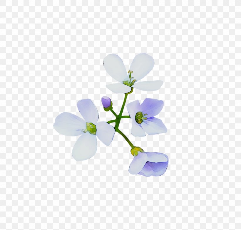 Desktop Wallpaper Computer Flowering Plant Plants, PNG, 1269x1213px, Computer, Bellflower, Bellflower Family, Flower, Flowering Plant Download Free